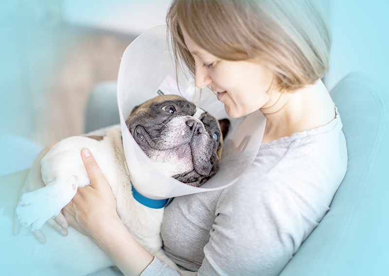 Person holding dog with a cone on.